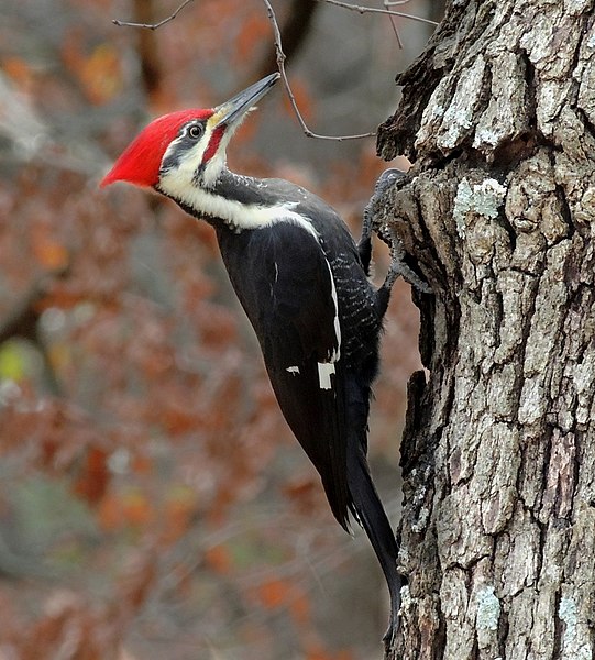 image of a woodpecker