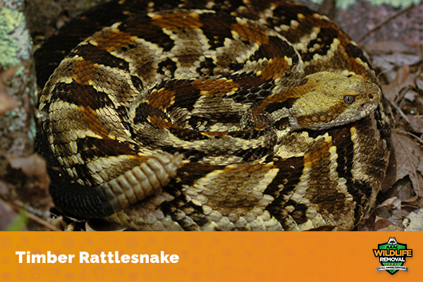 How Many Rattles on a Rattlesnake? - AAAC Wildlife Removal of Phoenix
