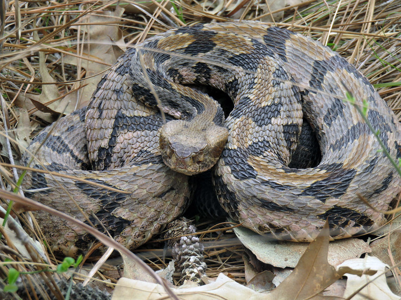 Image of a rattlesnake