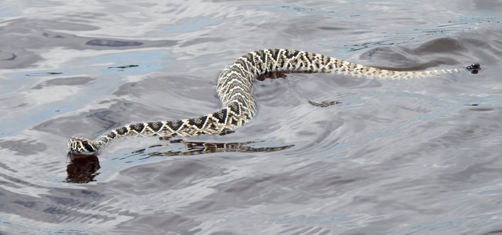 image of a rattlesnake