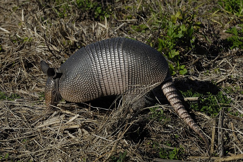 Can You Catch Leprosy from Armadillos?