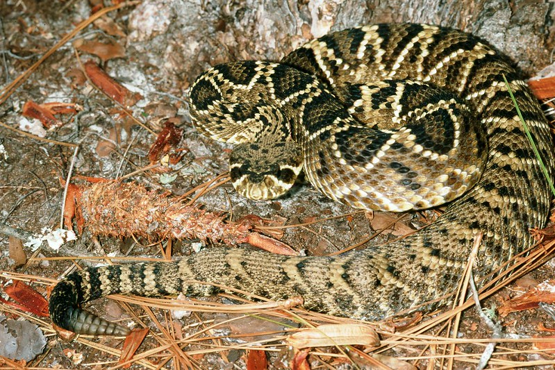Different Types of Rattlesnakes