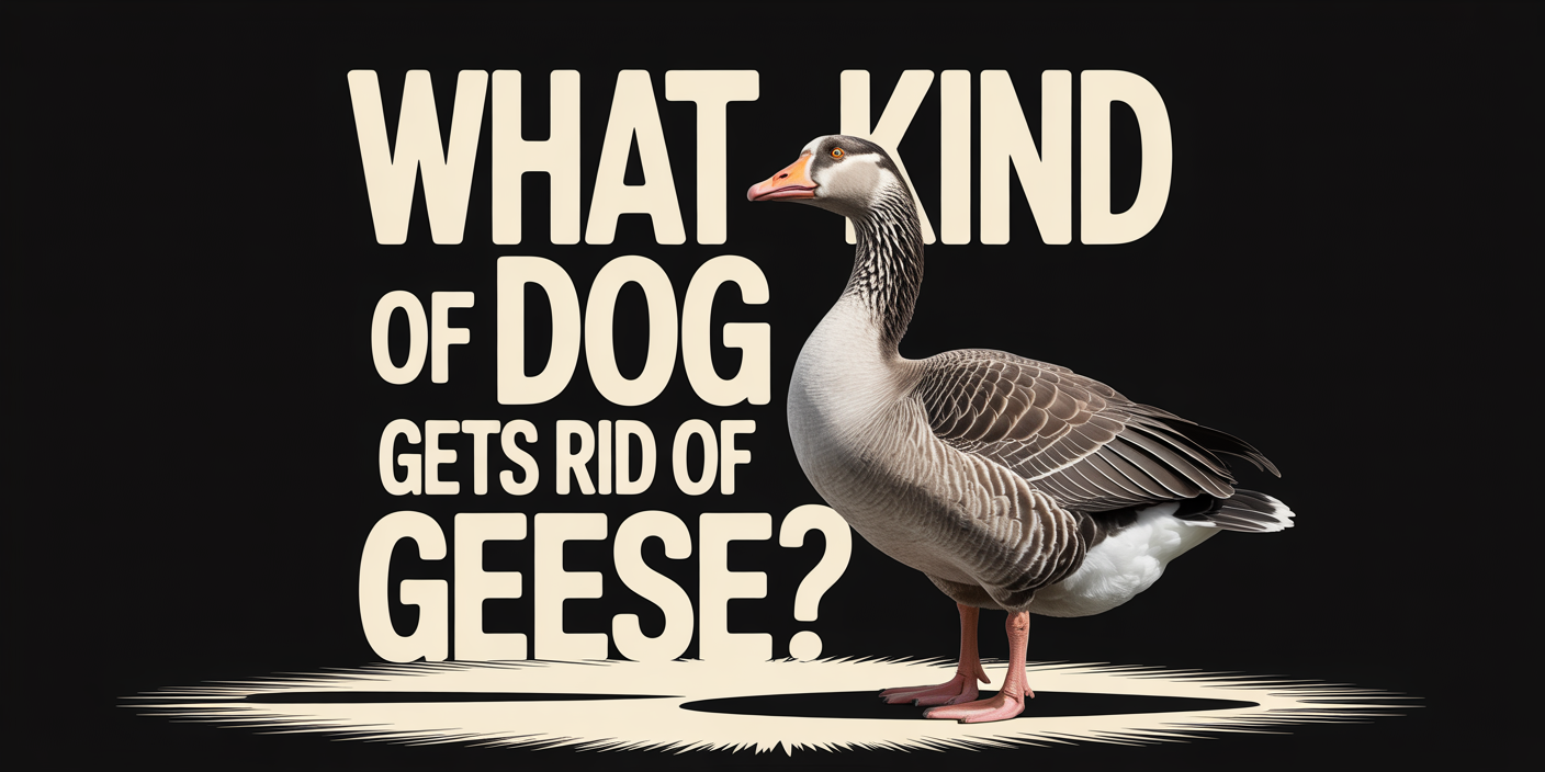 What Kind of Dog Gets Rid of Geese?